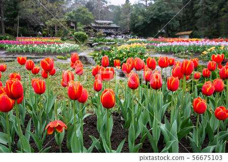 臺灣桃園桃源仙谷鬱金香Asia Taiwan Taoyuan Tulip 臺灣桃園桃源仙谷鬱金香Asia Taiwan Taoyuan Tulip 56675103