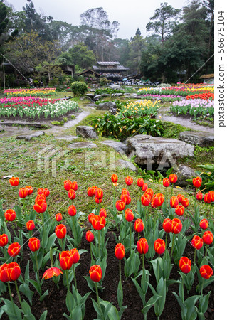 臺灣桃園桃源仙谷鬱金香Asia Taiwan Taoyuan Tulip 臺灣桃園桃源仙谷鬱金香Asia Taiwan Taoyuan Tulip 56675104