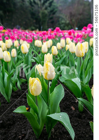 臺灣桃園桃源仙谷鬱金香Asia Taiwan Taoyuan Tulip 臺灣桃園桃源仙谷鬱金香Asia Taiwan Taoyuan Tulip 56675106