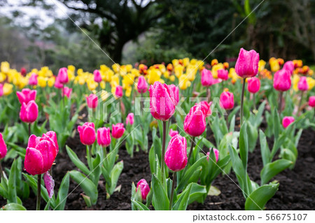 臺灣桃園桃源仙谷鬱金香Asia Taiwan Taoyuan Tulip 臺灣桃園桃源仙谷鬱金香Asia Taiwan Taoyuan Tulip 56675107