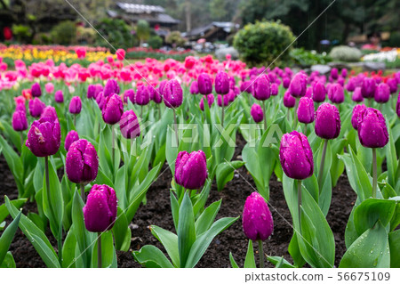 臺灣桃園桃源仙谷鬱金香Asia Taiwan Taoyuan Tulip 臺灣桃園桃源仙谷鬱金香Asia Taiwan Taoyuan Tulip 56675109