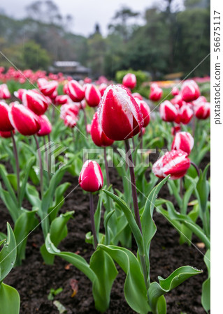 臺灣桃園桃源仙谷鬱金香Asia Taiwan Taoyuan Tulip 臺灣桃園桃源仙谷鬱金香Asia Taiwan Taoyuan Tulip 56675117