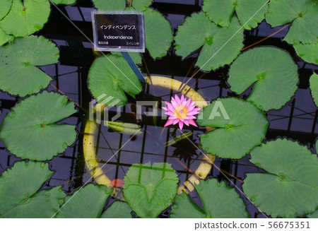 植物園 56675351