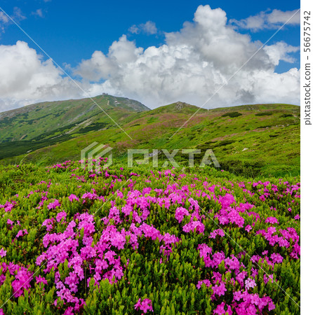 Pink rose rhododendron flowers on summer mountain Pink rose rhododendron flowers on summer mountain 56675742