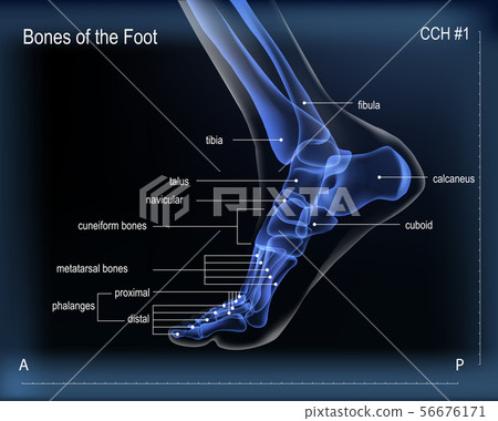 X ray of bones the of foot. Medial view 56676171