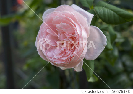Pink rose flower 56676388