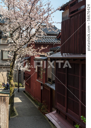 Master plan town of cherry blossoms in full bloom Master plan town of cherry blossoms in full bloom 56676424