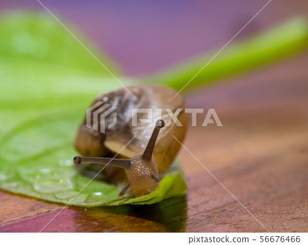 Snail on a green leaf Snail on a green leaf 56676466