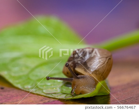 Snail on a green leaf Snail on a green leaf 56676467