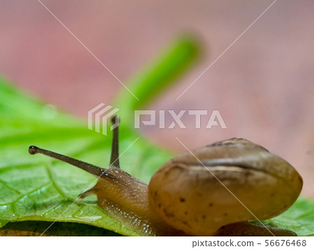 Snail on a green leaf Snail on a green leaf 56676468