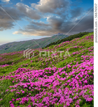 Pink rose rhododendron flowers on summer mountain 56676937