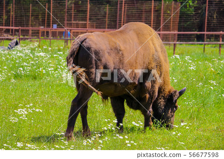 European bison, European bison, summer herbivore, 56677598