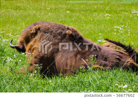 European bison, European bison, summer herbivore, European bison, European bison, summer herbivore, 56677602