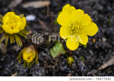Erantis spring family of buttercup, growing in the 56677692