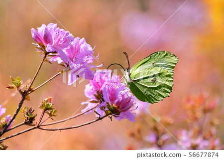 蝶戀花的美麗風格 56677874
