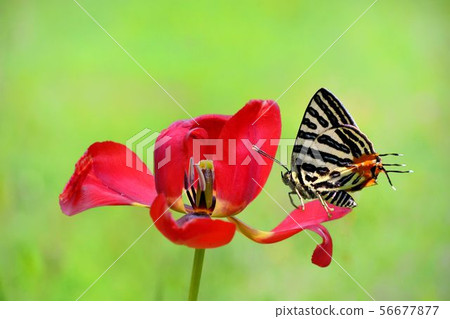 Butterfly love flower beautiful style 56677877