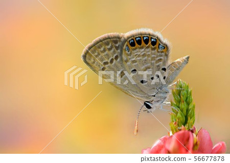 Butterfly love flower beautiful style Butterfly love flower beautiful style 56677878
