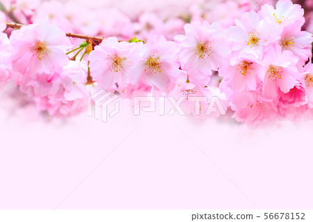 pink cherry blossom branch, sakura flowers 56678152