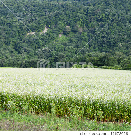 Buckwheat flowers 56678628