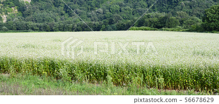 蕎麥花 56678629