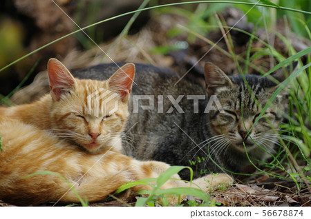 Wild cat parent and child Wild cat parent and child 56678874