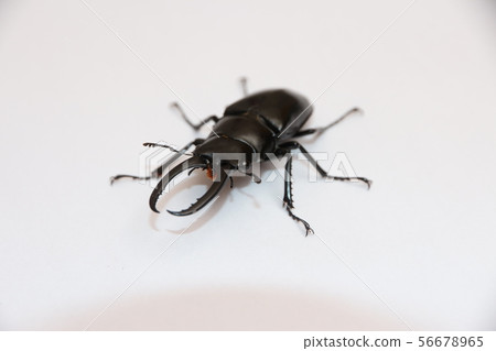 長頸鹿鋸鍬形蟲 56678965