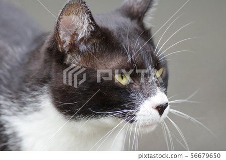 Busakawa cat 56679650