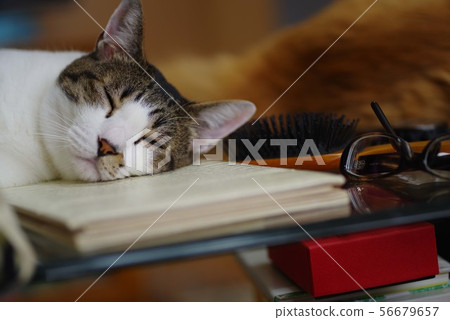 sleeping face 56679657