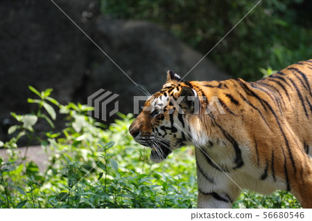 Gao! Gao! 56680546
