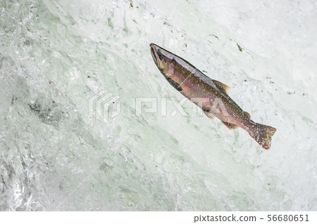 Run of cherry salmon (Kiyosato, Hokkaido) Run of cherry salmon (Kiyosato, Hokkaido) 56680651