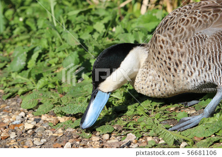 Puna teal duck 56681106