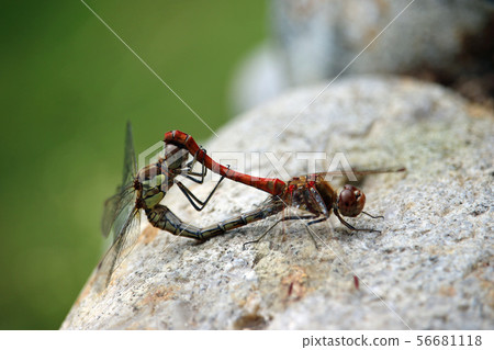 Mating common darter dragonflies 56681118