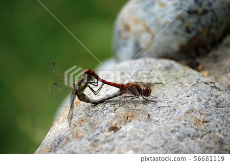 Mating common darter dragonflies 56681119