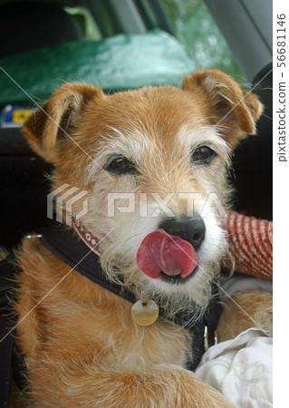 Dog licking it's nose Dog licking it's nose 56681146