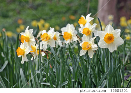 Daffodils in woodland Daffodils in woodland 56681201