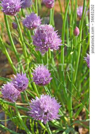 植物:韭菜(繖形科) 植物:韭菜(繖形科) 56681202