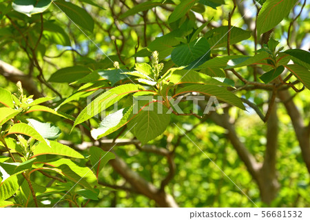 樹:Ryobu,Ryobiaceae 樹:Ryobu,Ryobiaceae 56681532