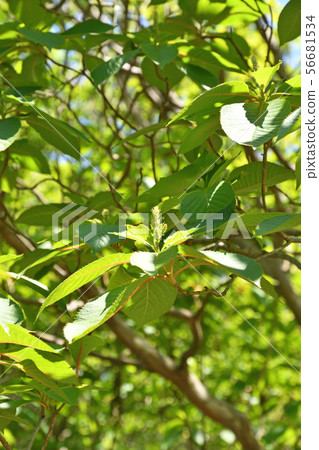 樹:Ryobu,Ryobiaceae 樹:Ryobu,Ryobiaceae 56681534