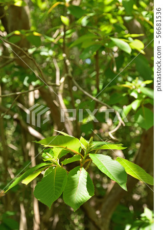 樹:Ryobu,Ryobiaceae 樹:Ryobu,Ryobiaceae 56681536