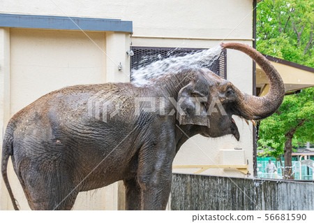 鼻子淋浴 56681590