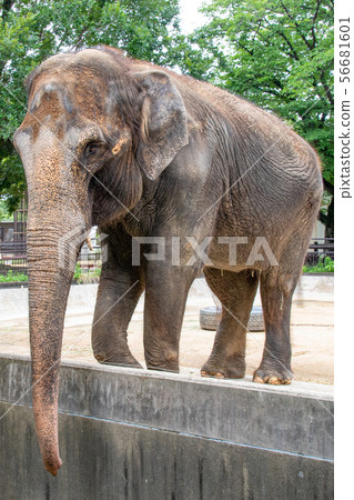 亞洲大象全身 56681601