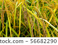 Ailing Rice Ear 56682290