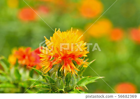 紅花盛開 紅花盛開 56682369