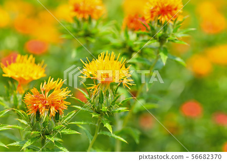 Safflower in full bloom Safflower in full bloom 56682370