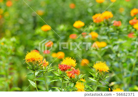 Safflower in full bloom Safflower in full bloom 56682371