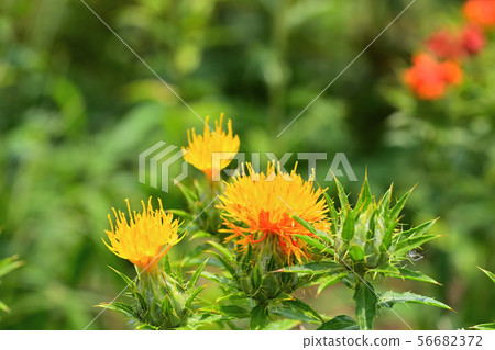 Safflower in full bloom 56682372