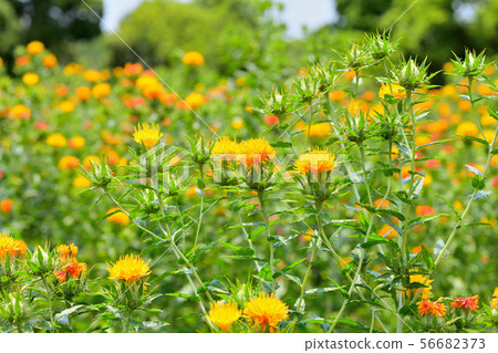 Safflower in full bloom Safflower in full bloom 56682373