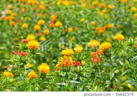 Safflower in full bloom Safflower in full bloom 56682374