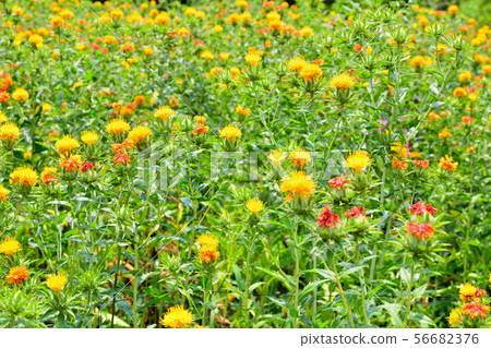 Safflower in full bloom 56682376