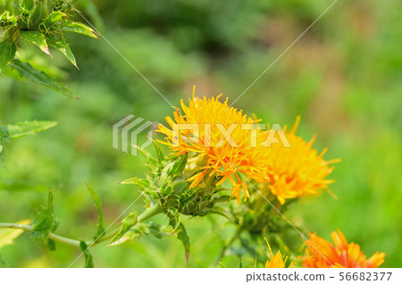 Safflower in full bloom 56682377